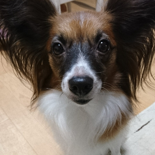 はなちゃん