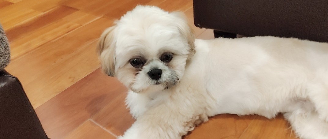 モッチ