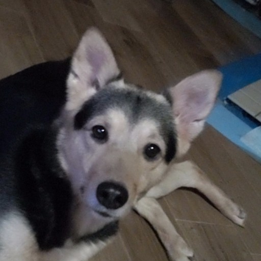 キトキト