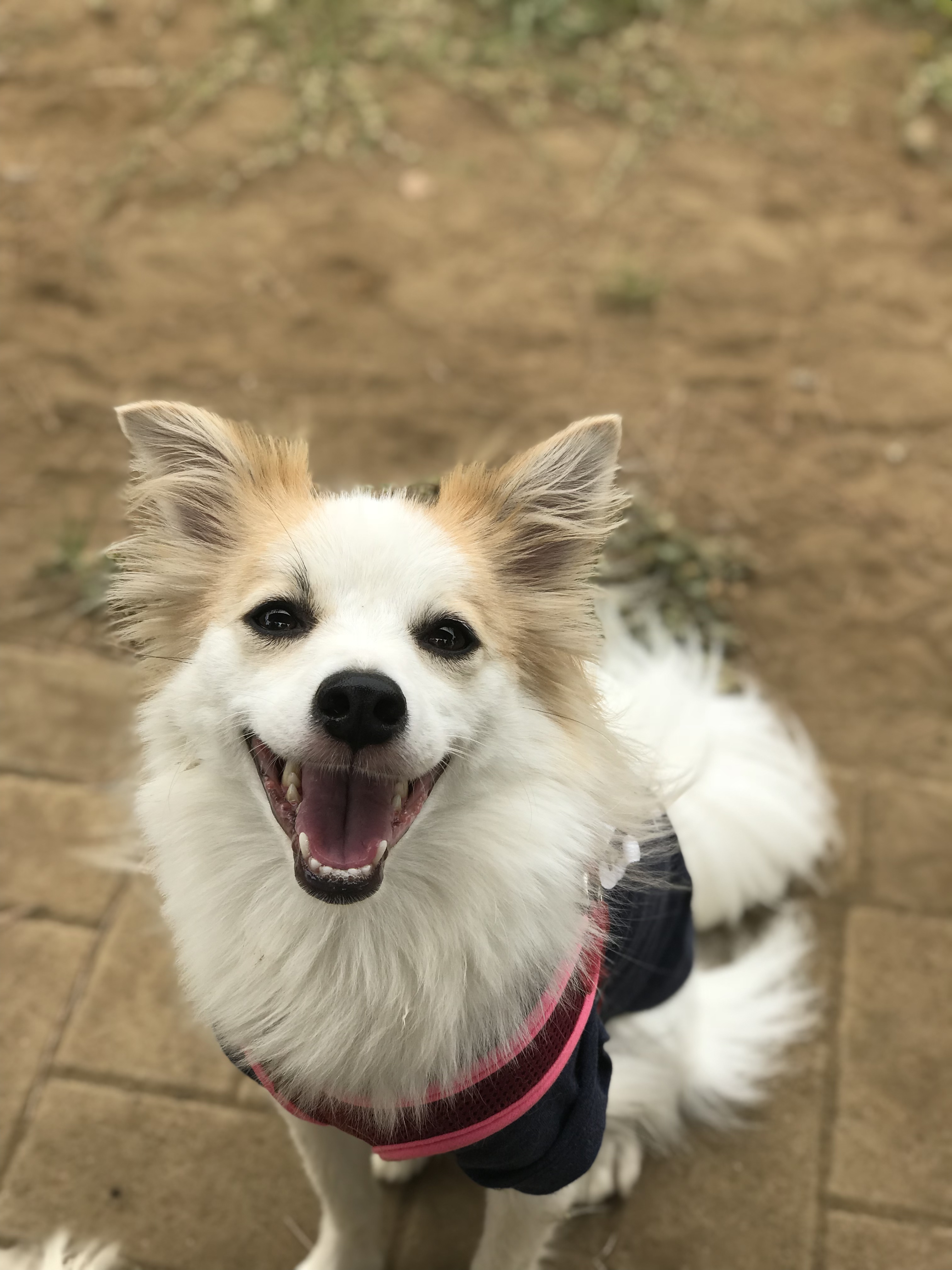 ニーナ