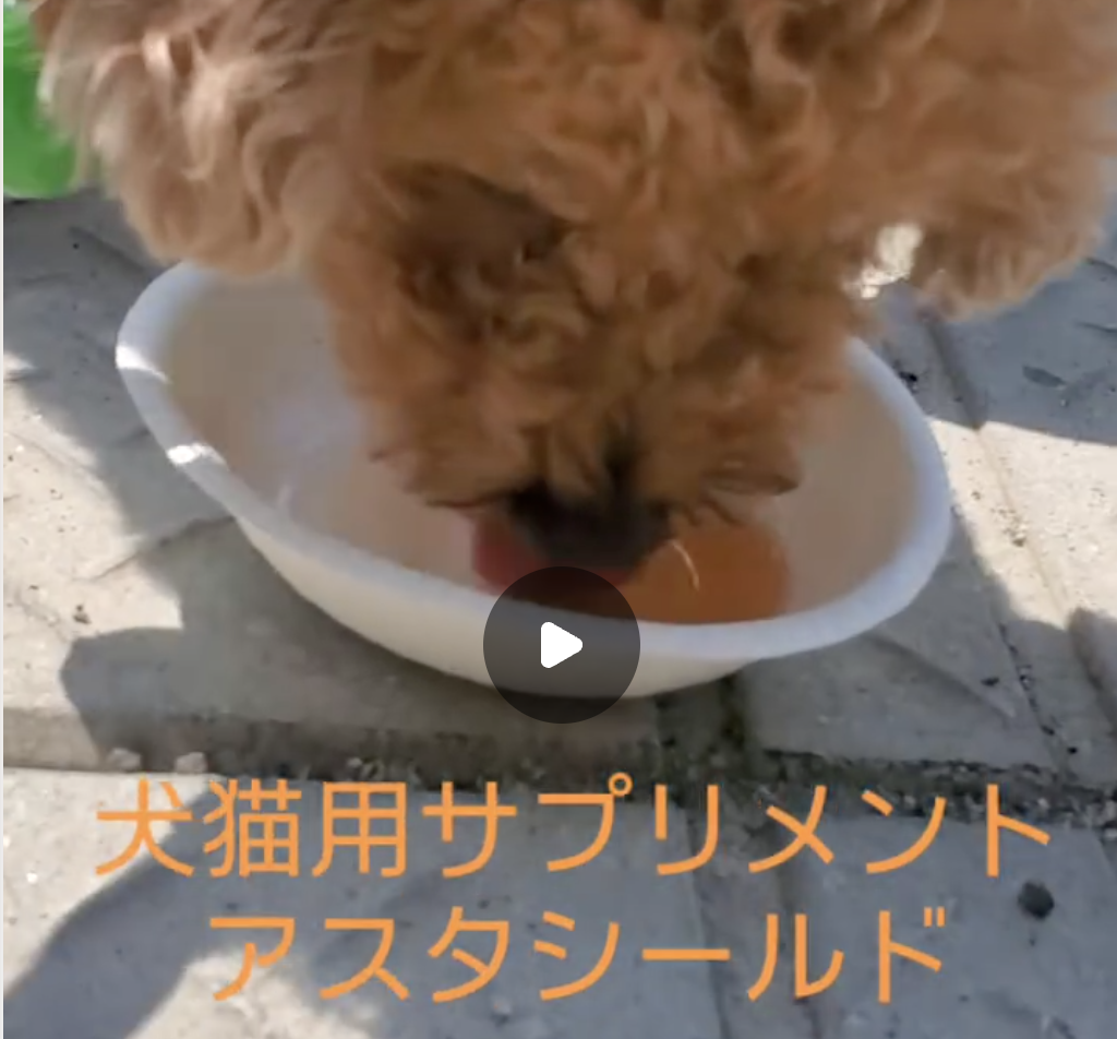 動画サムネイル