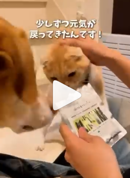 動画サムネイル