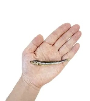  減塩きびなご天日干し 40ｇ 犬用おやつ 猫用おやつ 魚 日本産 トリーツ おやつ ご褒美 トレーニング