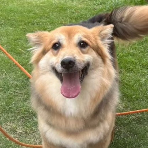 ティラポヌ