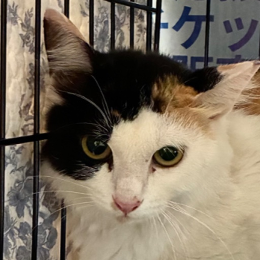 ミケママ