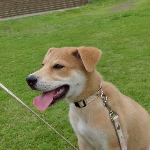 メイ
