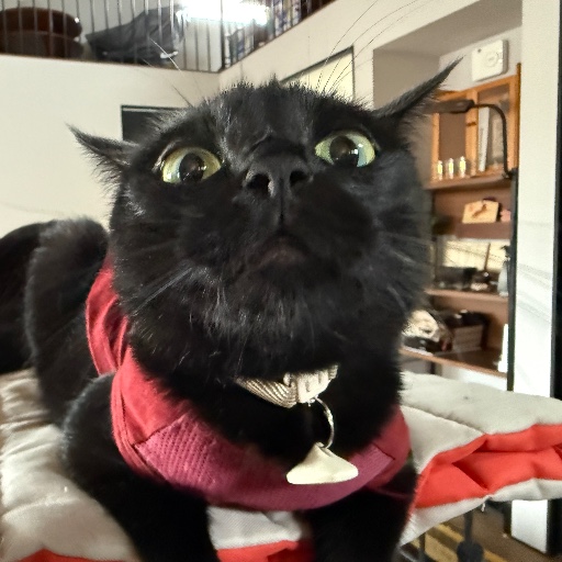 茶々