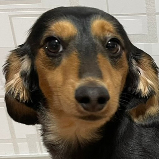 チョコ