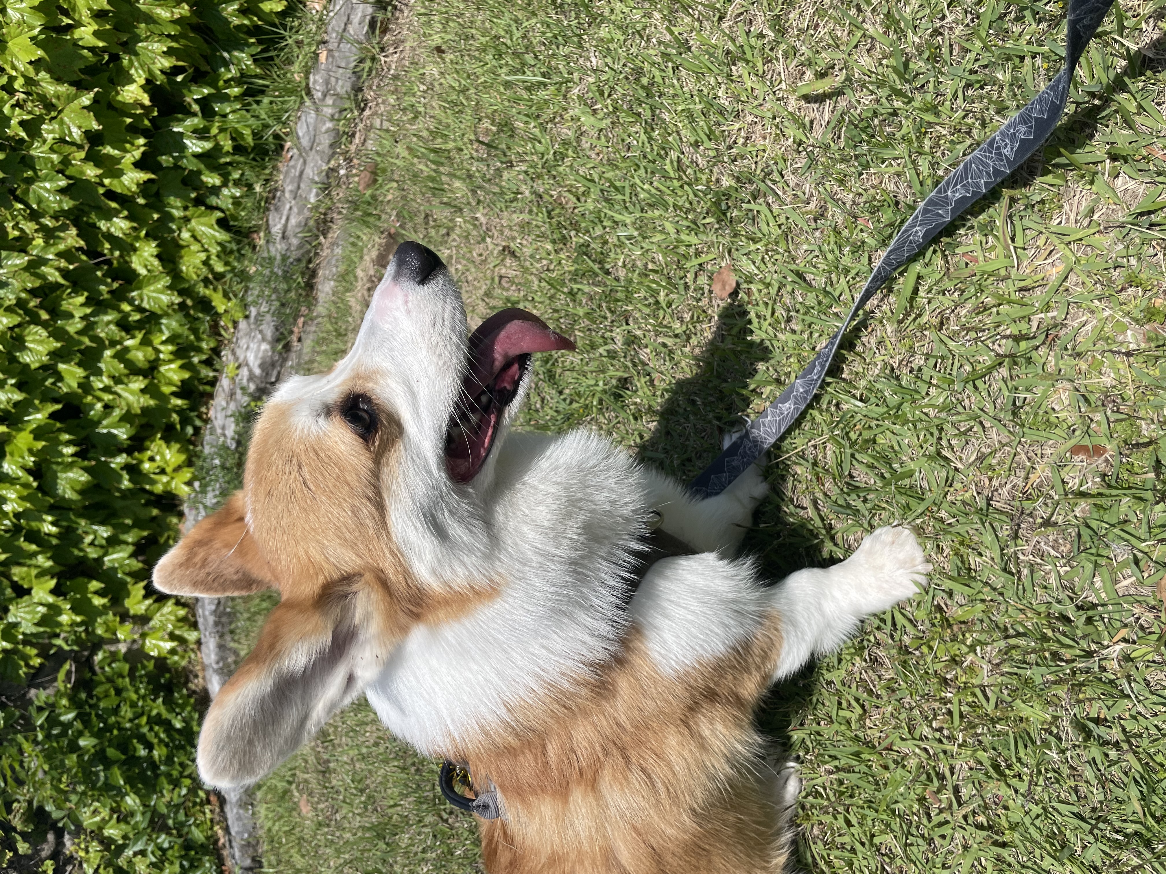 がく