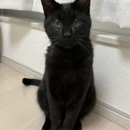チロ