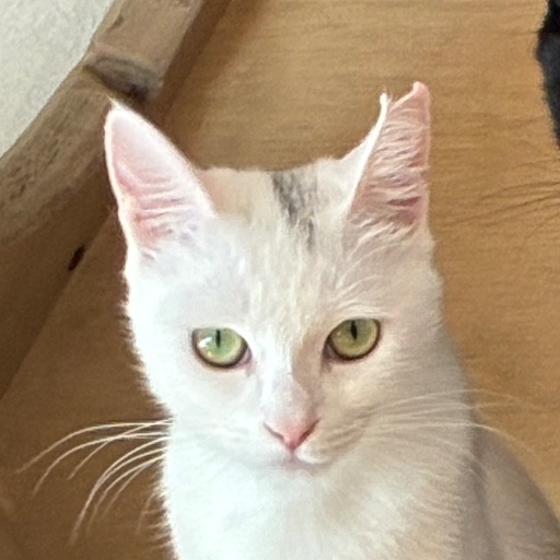 マオちゃん
