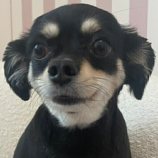 らむ
