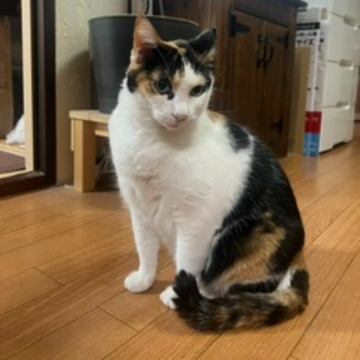 みけ