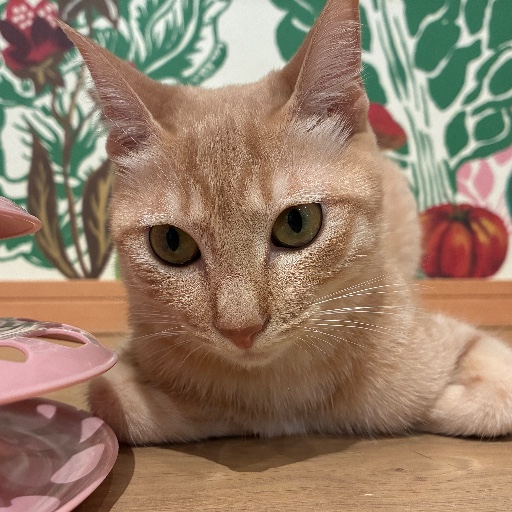 ひるねちゃん
