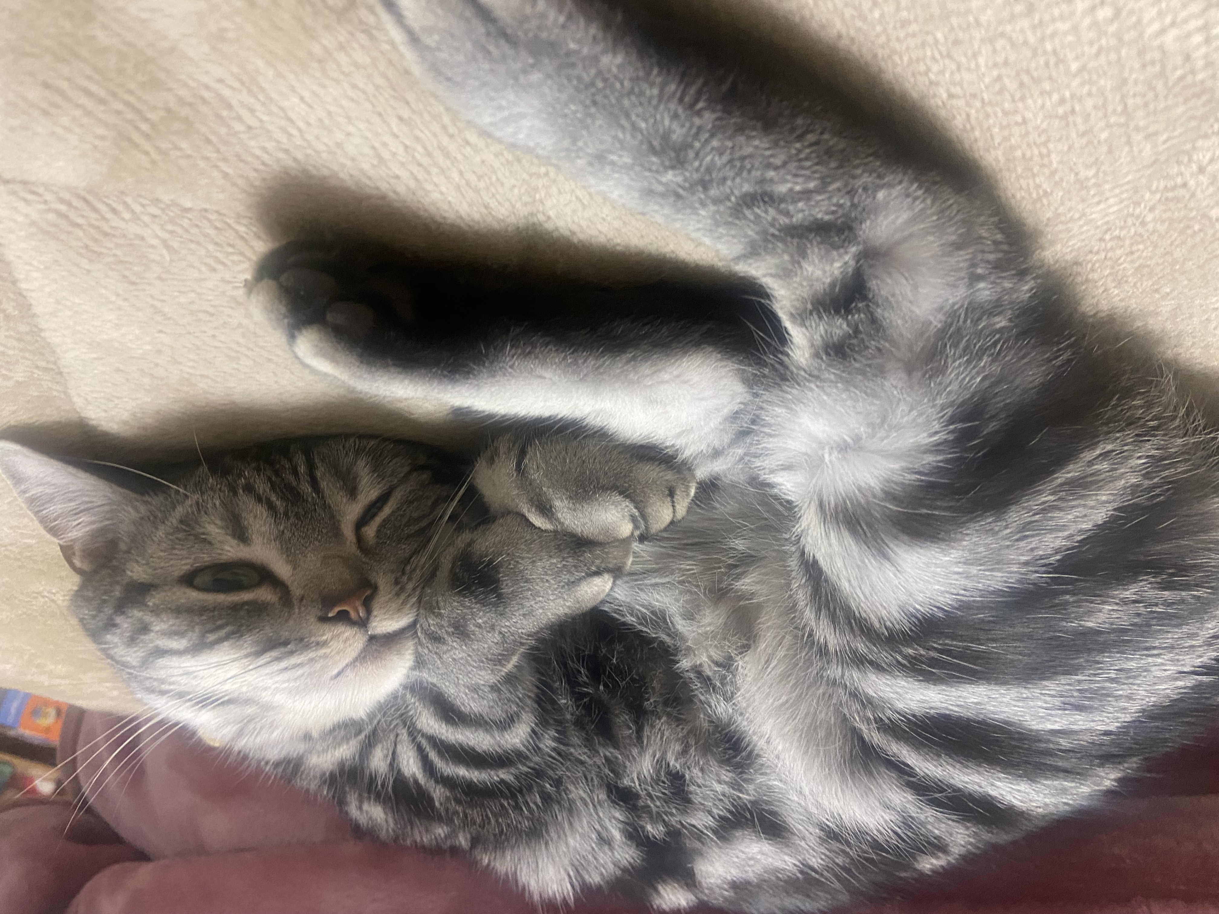 にゃーこ