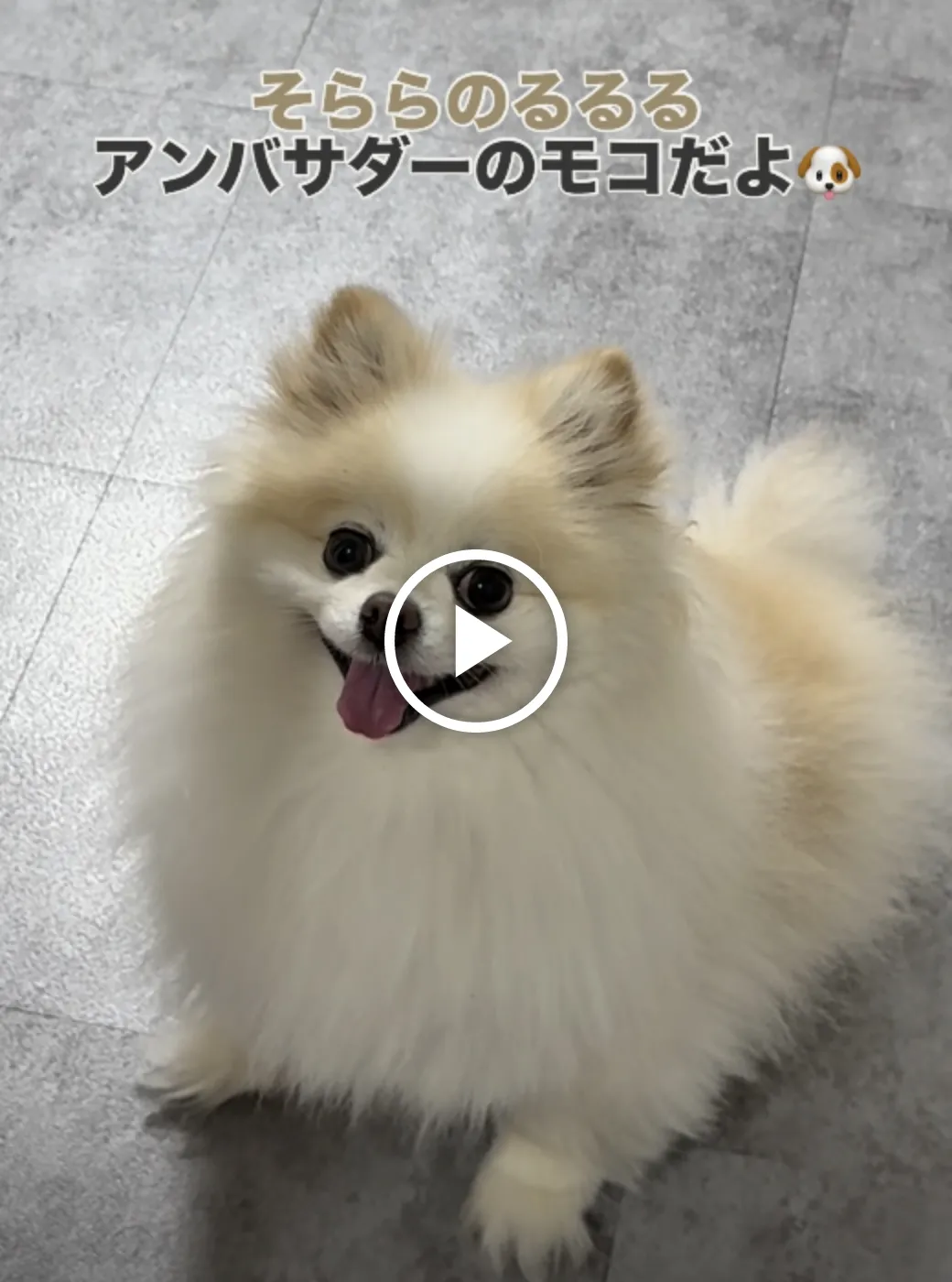 動画サムネイル
