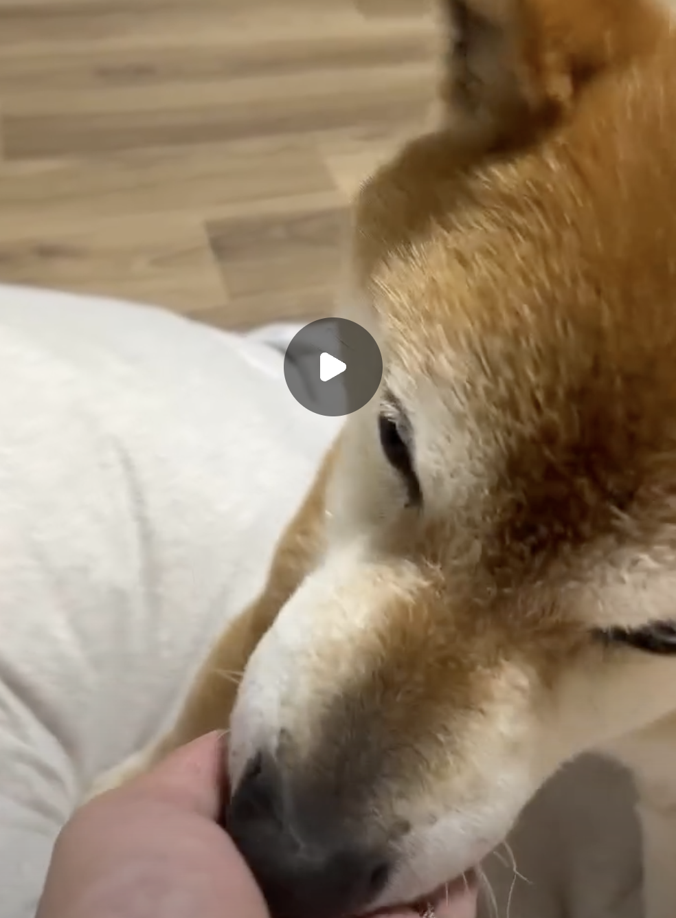 動画サムネイル