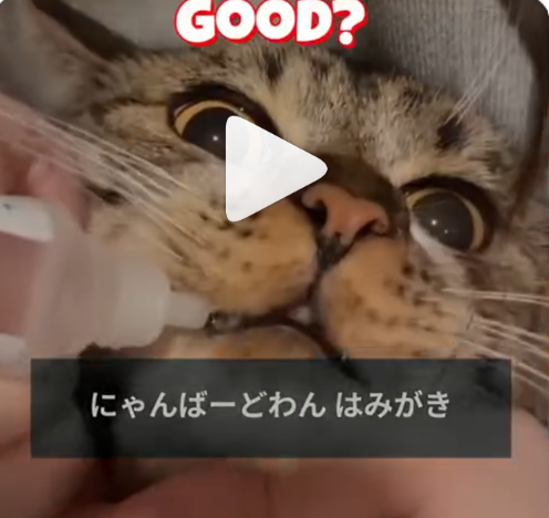 動画サムネイル