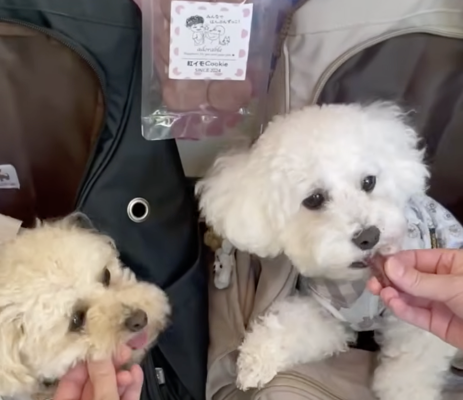 動画サムネイル