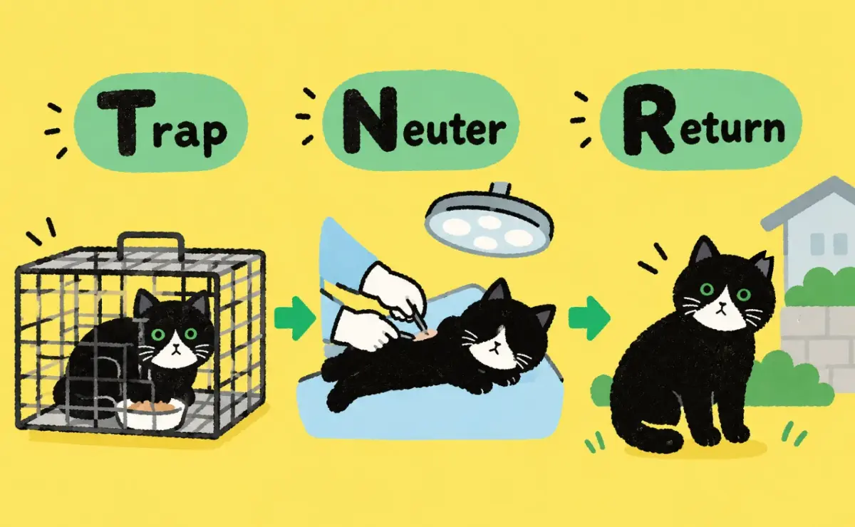 TNRは、Trap（トラップ）・Neuter（ニューター）・Return（リターン）の頭文字をつなげた言葉
