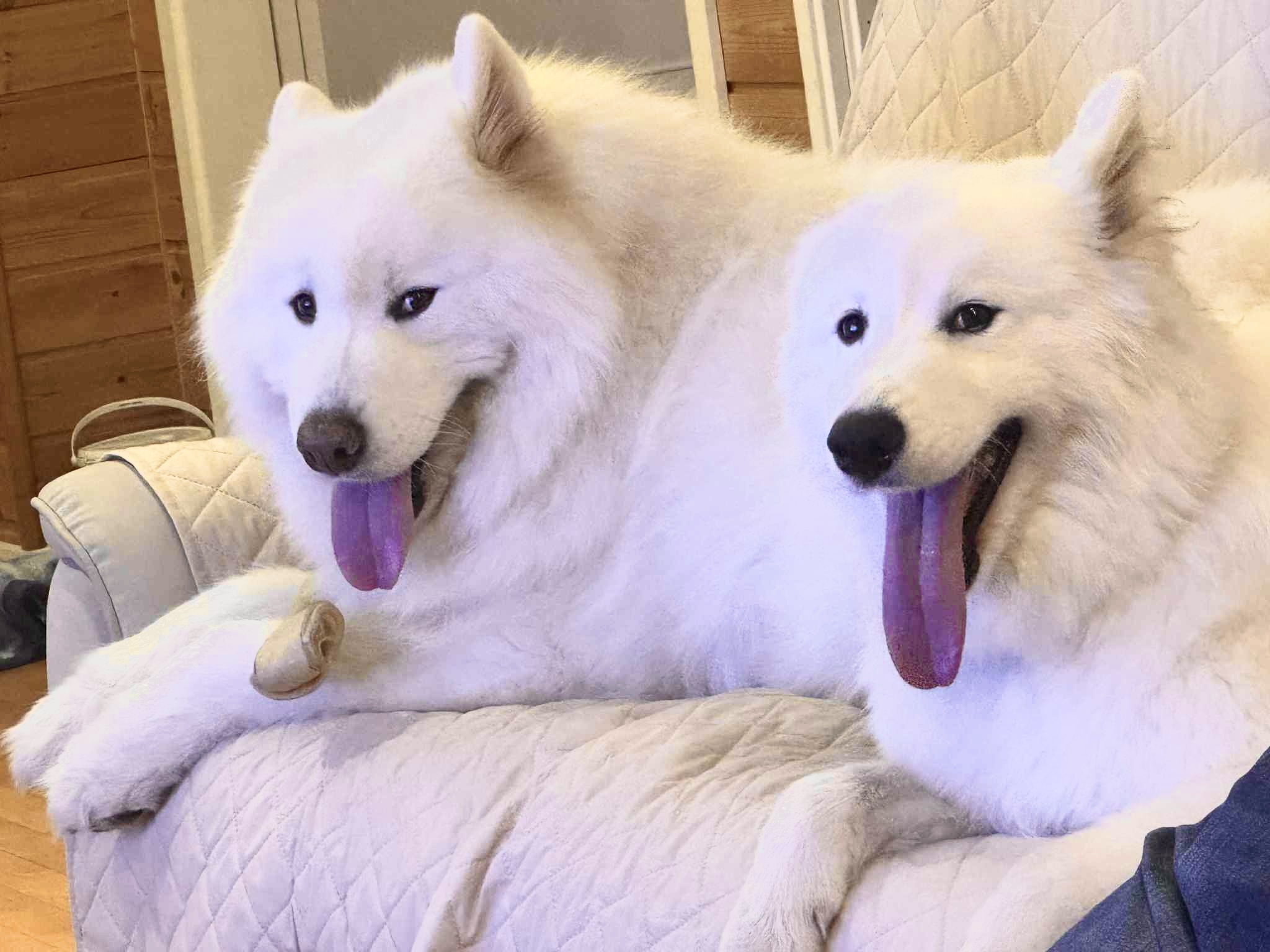 銀&咲耶