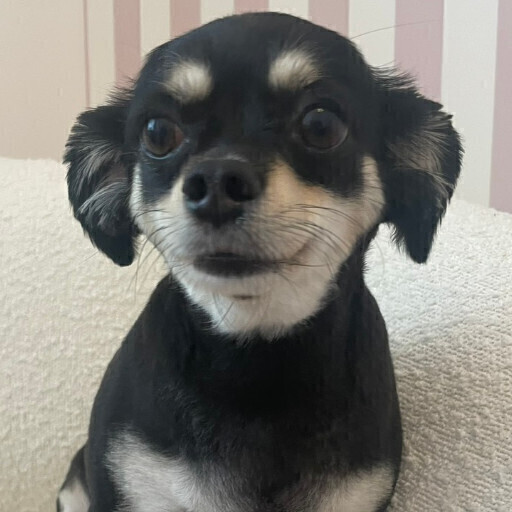 らむ